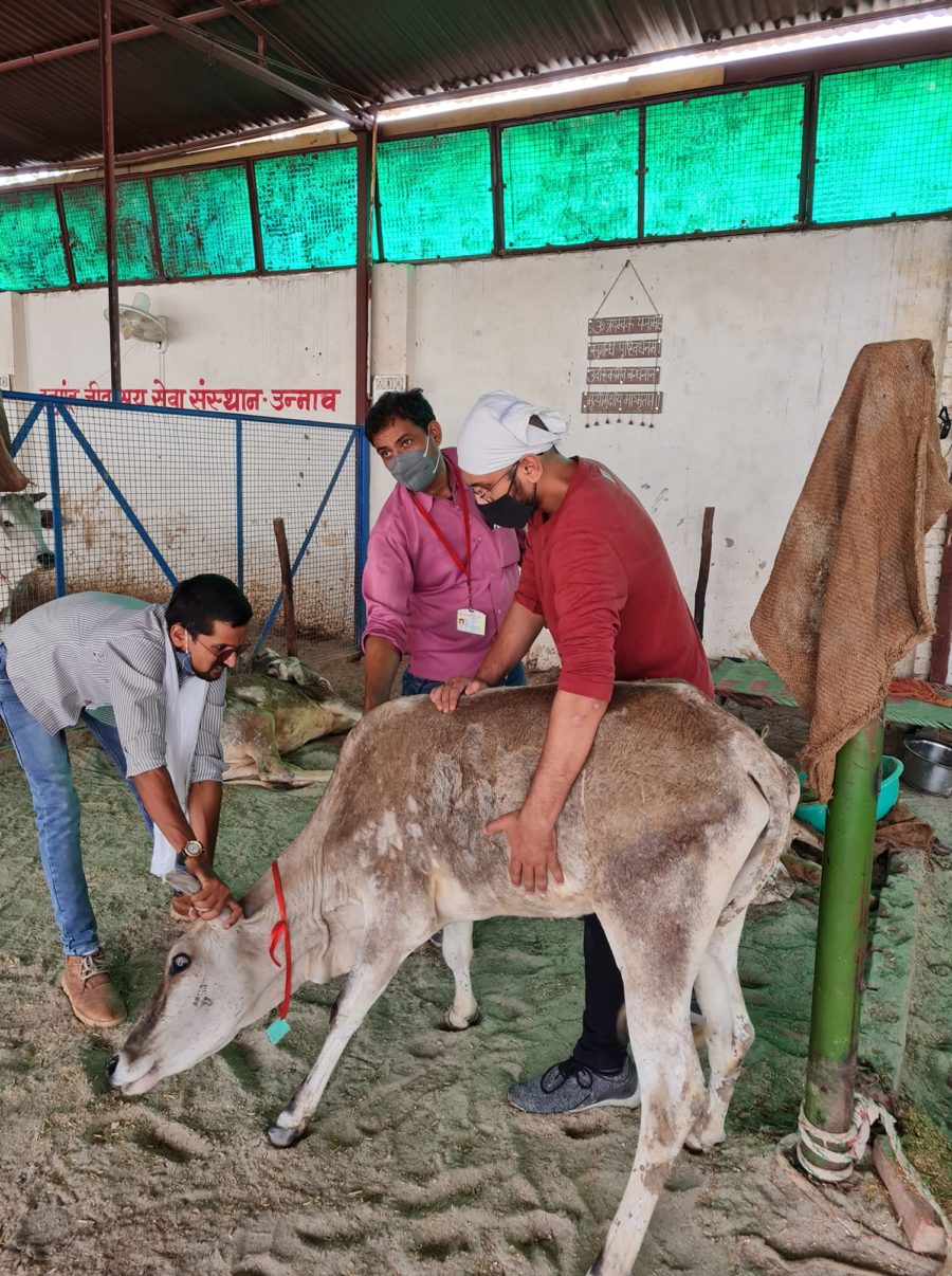 Hanumant Jeev Ashray - Animal Support Aid Unnao