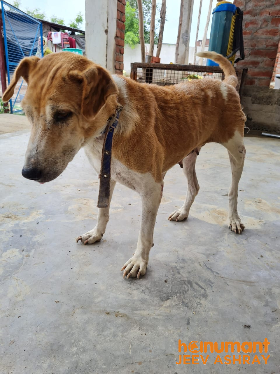 Puppy-rescue-in-Unnao